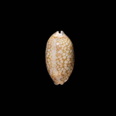 scurra occidua 2