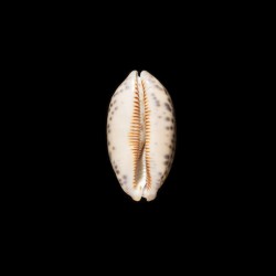scurra occidua 2