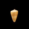 quercinus 2