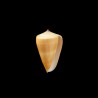 quercinus 2