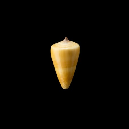 quercinus 3