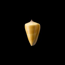 quercinus 3