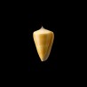 quercinus 3