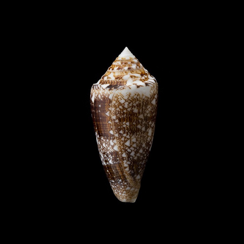telatus 1
