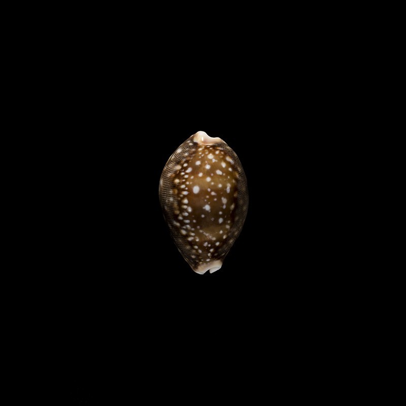 vitellus 1