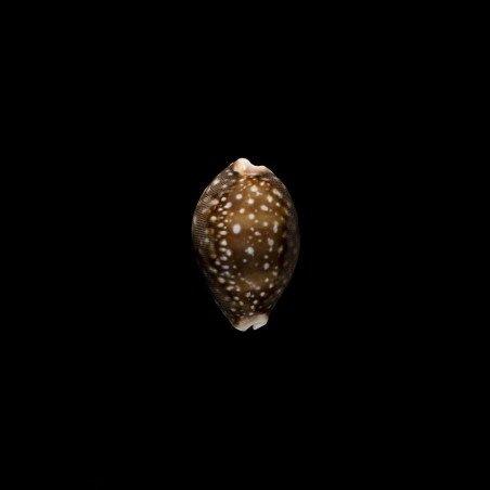vitellus 1