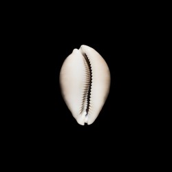 vitellus 2