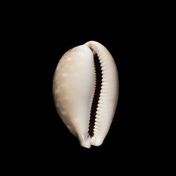 vitellus orcina 1