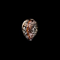 tigris 1