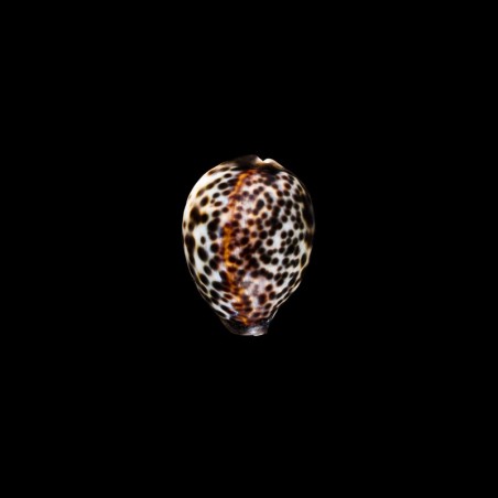 tigris 1