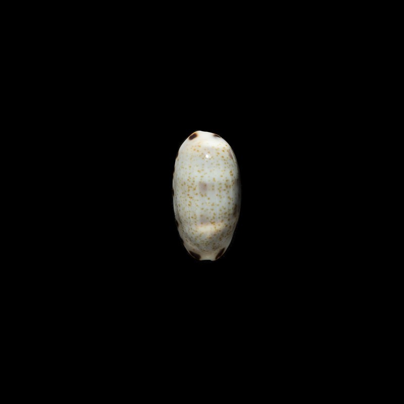 listeri 1
