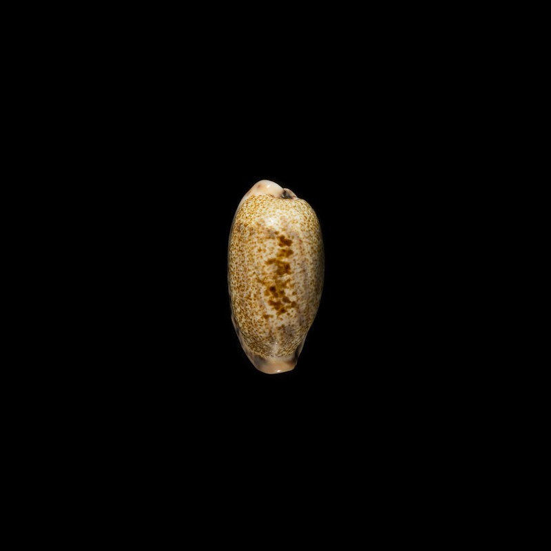 caurica elongata 2