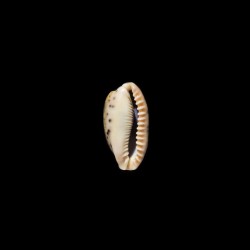caurica elongata 2