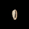 caurica elongata 2