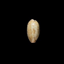 caurica elongata 3