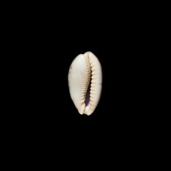 caurica elongata 3