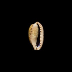 caurica fuscorostrata 1