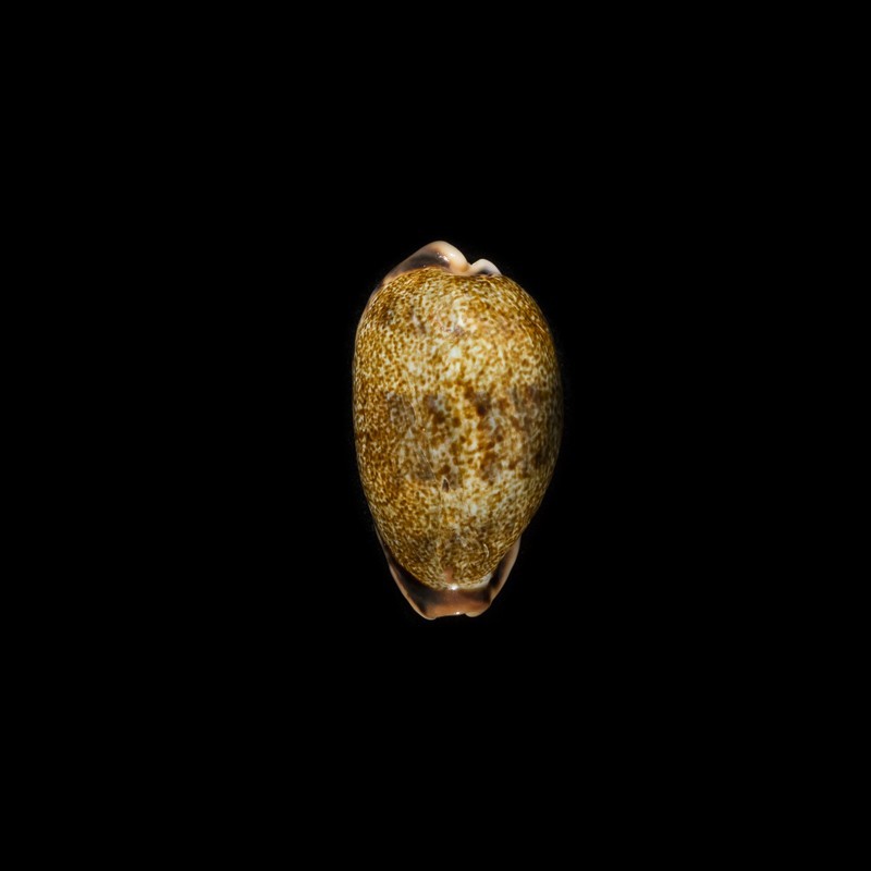 caurica fuscorostrata 2