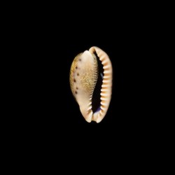 caurica fuscorostrata 2