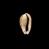 caurica fuscorostrata 2