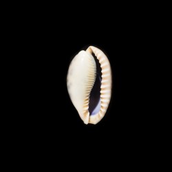 caurica fuscorostrata 3
