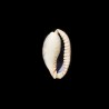 caurica fuscorostrata 3