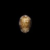 depressa dispersa 1