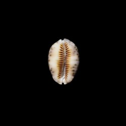 depressa dispersa 1