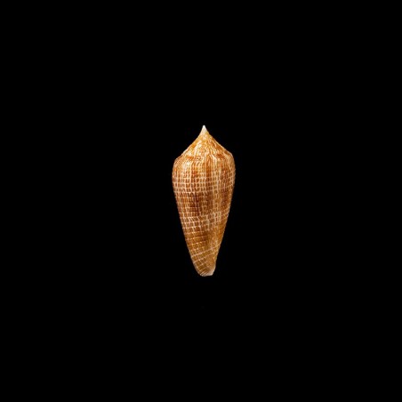 armadillo 1