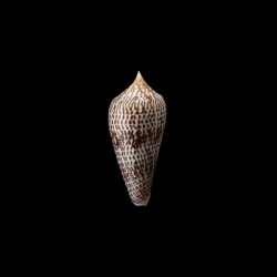 armadillo 4
