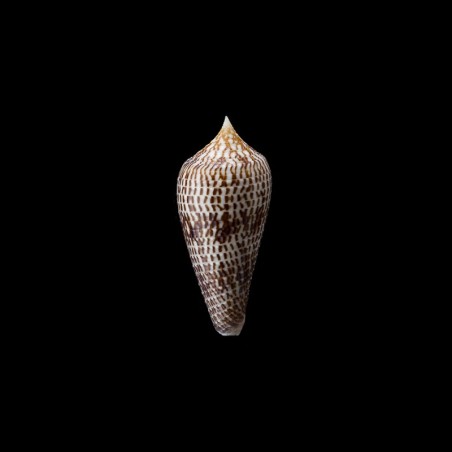 armadillo 4