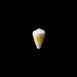 balteatus olgiatii 2