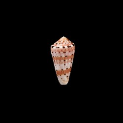 aurisiacus 1