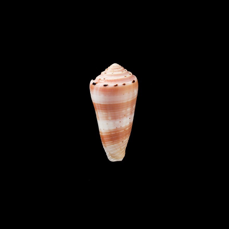 aurisiacus 2