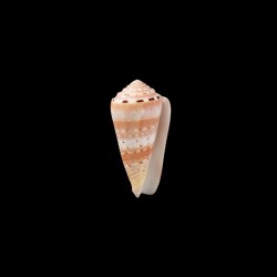 aurisiacus 2