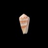 aurisiacus 2
