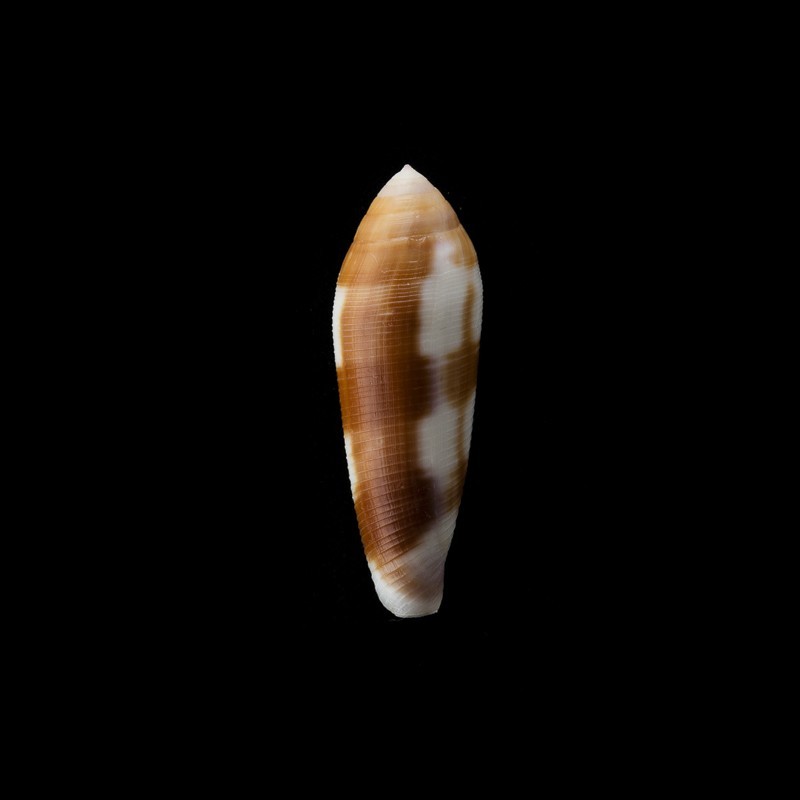 violaceus 1