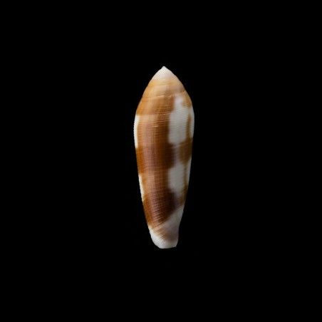 violaceus 1