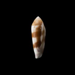 violaceus 1