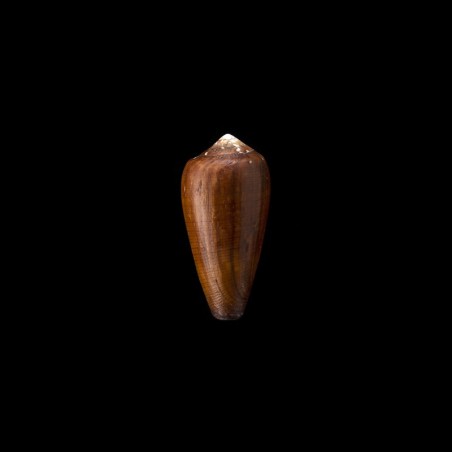 vezoi 1