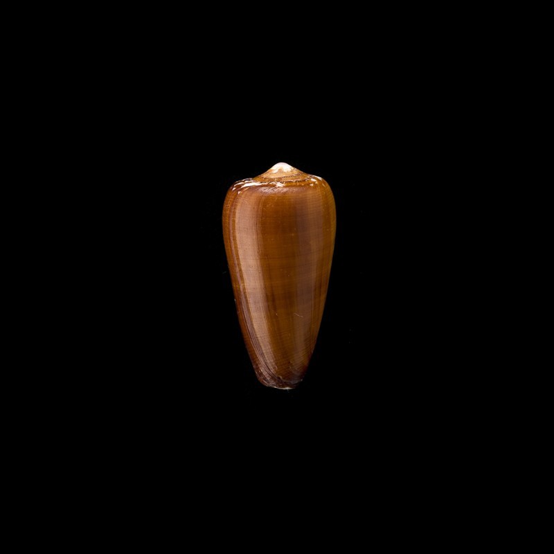 vezoi 3