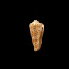 thomae omaicus 1