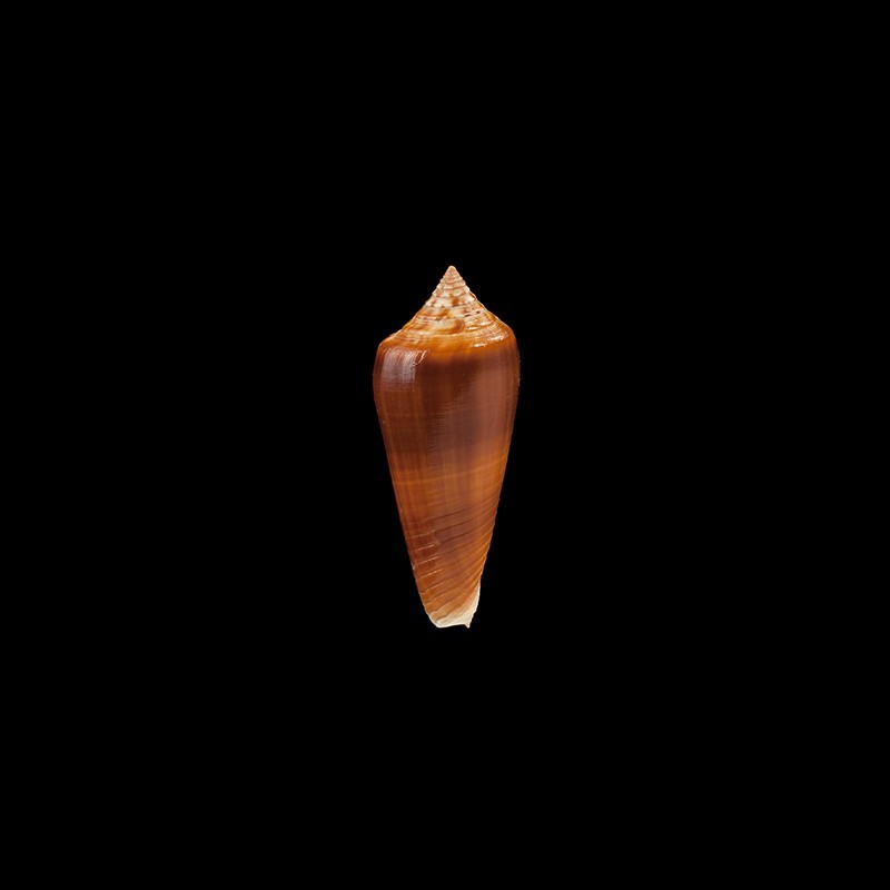 tmetus 1