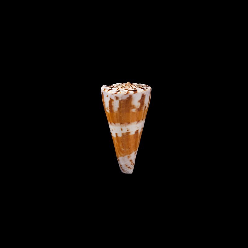 sukhadwalai 1