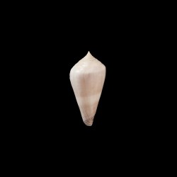 Neocaledonicus 1