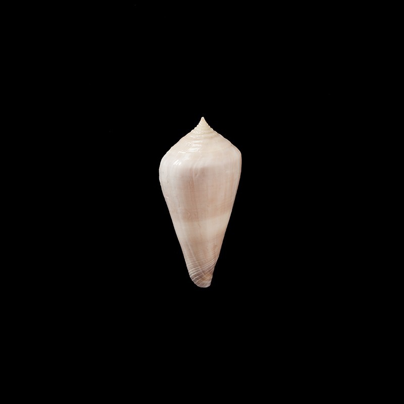 Neocaledonicus 1