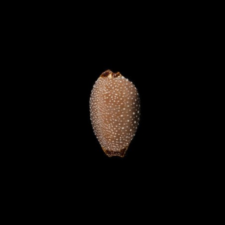 staphylaea laevigata 1