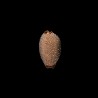 staphylaea laevigata 1