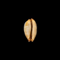 Staphylaea Laevigata 1