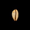 staphylaea laevigata 1